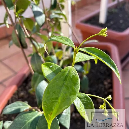 La Terrazza 公寓 卡斯特拉玛雷帝斯达比亚