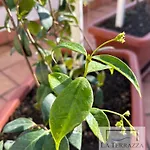 La Terrazza Апартаменты Кастелламмаре-ди-Стабия
